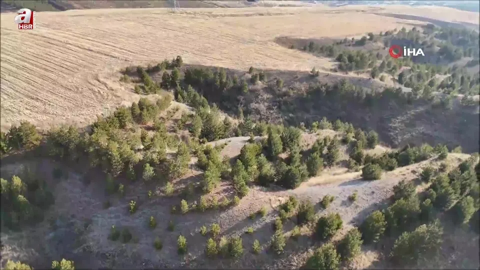 Domuz sürüsü böyle görüntülendi