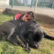 Pitbull sahiplerinden Asiyenin ailesine kirli tuzak