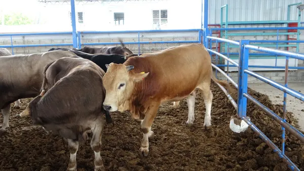 1 tonluk "Paşa" rekor fiyata alıcı buldu - 4