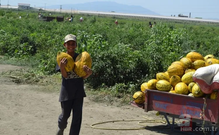 Ücretsiz dağıtıldı duyan akın etti! 220 dönümlük arazide rekor hasat! Üreticiler 600 tonu gözden çıkardı: Araçlarla gelip topladılar 16