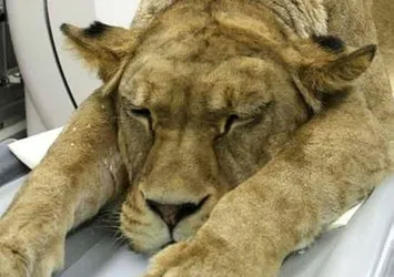 İzmir'deki hastanede şaşırtan olay! Aslan tomografi cihazında...