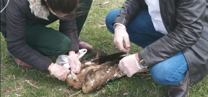 Türkiye-Ermenistan sınırında ölü bulunan şahinlere mikrobiyolojik inceleme! Nekropsi nedir?
