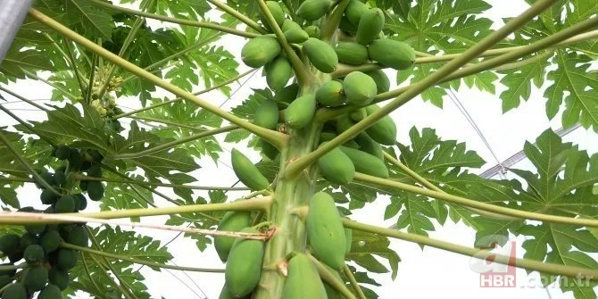 İspanya'ya gidip tadına baktı! Kimsenin aklına gelmeyen reçeli yaptı! Şimdi paraya para demiyor... 2