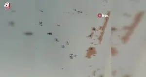 Gönen’de kara sinek istilası