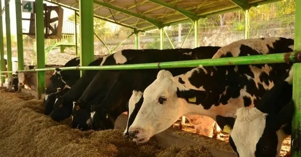 2022 Buzağı destekleri ne zaman yatacak? Buzağı desteği başvuruları başladı mı? İşte tarihler...