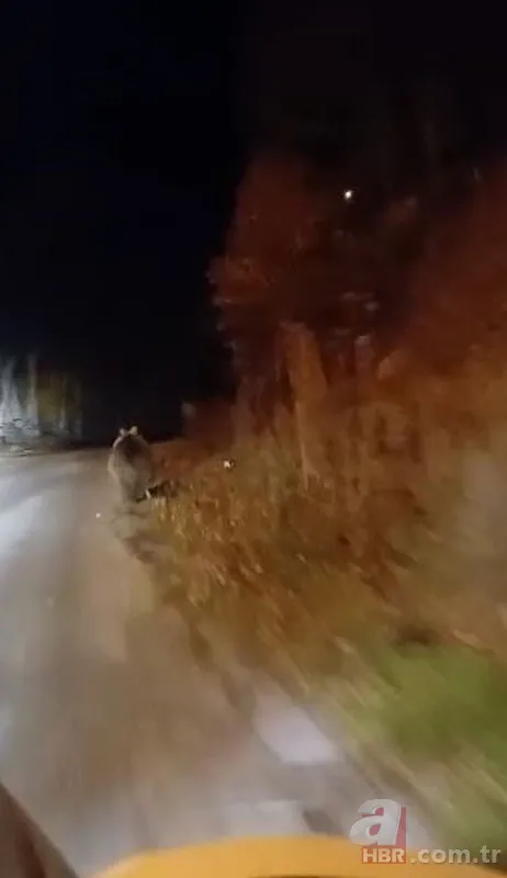 Köpek sandı, kayda bastı! Sivas’ta birkaç saniye sonra yaşananlar sosyal medyada olay oldu 2