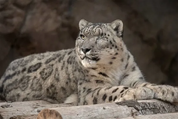 uc-kar-leopari-koronavirusten-oldu-hayvanlardan-koronavirus-gecer-mi-abddeki-hayvanat-bahcesinden-resmi-aciklama-1636902784681.jpg Üç kar leoparı koronavirüsten öldü! Hayvanlardan koronavirüs geçer mi? ABD'deki hayvanat bahçesinden resmi açıklama - 1