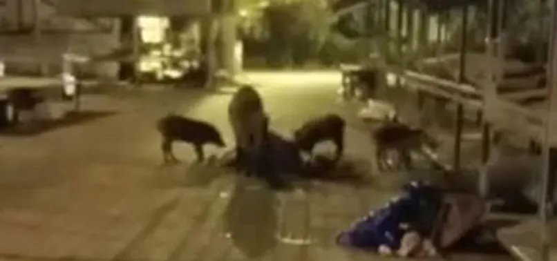 Domuz sürüsü Marmaris'te pazara indi