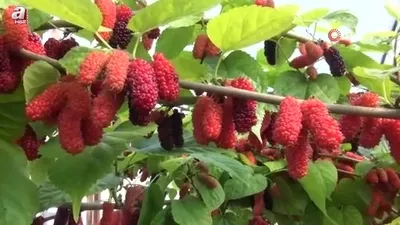 Karadutun yüzde 70’i ihraç ediliyor