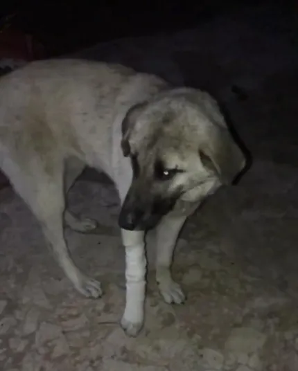 araciyla-yolda-uyuyan-kopegi-ezdi-para-cezasi-uygulandi-1587624595692.jpg Aracıyla yolda uyuyan köpeği ezdi! Para cezası uygulandı - 1