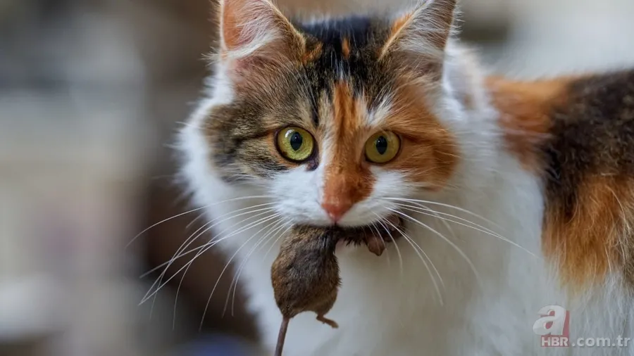 Kediler neden ölü hayvan getirir? Bu mesajı veriyor olabilir! 1