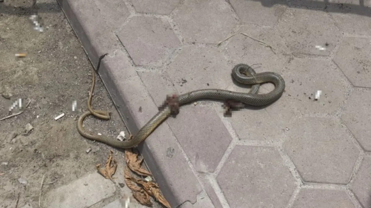 Kendisini ısıran yılanı poşete koyup acile geldi