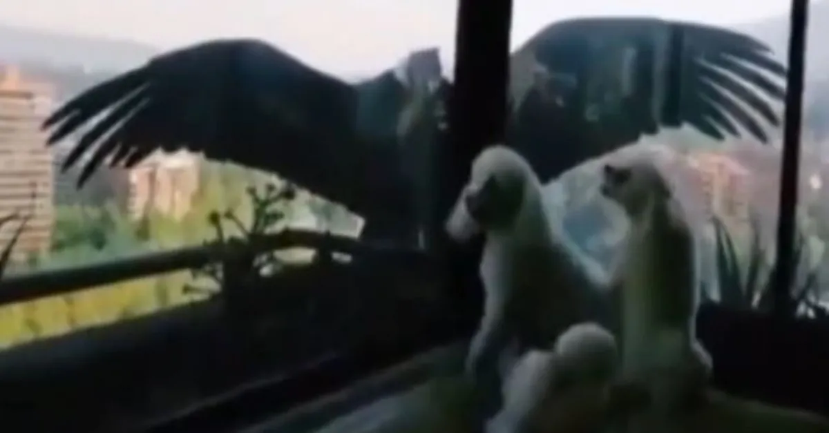 Koronavirüs onları karşı karşıya getirdi! Akbabalar evcil köpeklere üşüştü |Video