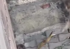 İstanbul’un göbeğinde yılan paniği