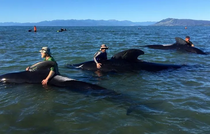 Yeni Zelanda’da 400 balina kıyıya vurdu