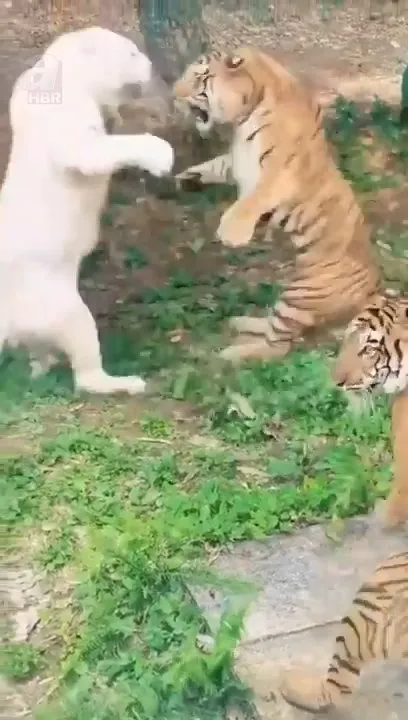 Pitbull ve kaplan karşı karşıya 🐅 Sokaklarda dehşet saçıyordu kafese girdiğine pişman oldu