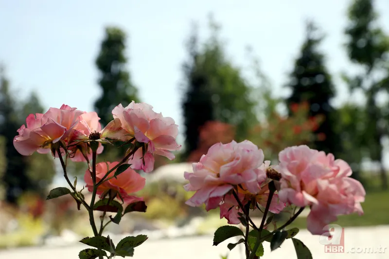 İstanbul’un fethinin 569. yılında Millet Bahçesi açılış töreni! Uzman isimler anlattı: Fatih Sultan Mehmet'in torunlarına da ancak bu yakışır 8