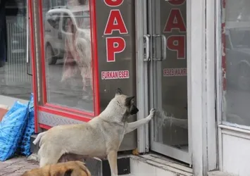 Aç kalan köpeğin yemek bulma yöntemi!