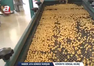 Denizli'de leblebi mesaisi! Dünyanın ilk ve tek leblebi sanayi sitesinde üretim