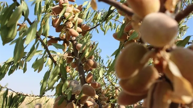 Türkiye, ABD’nin tekeline son verecek! Badem üretim alanları arttı