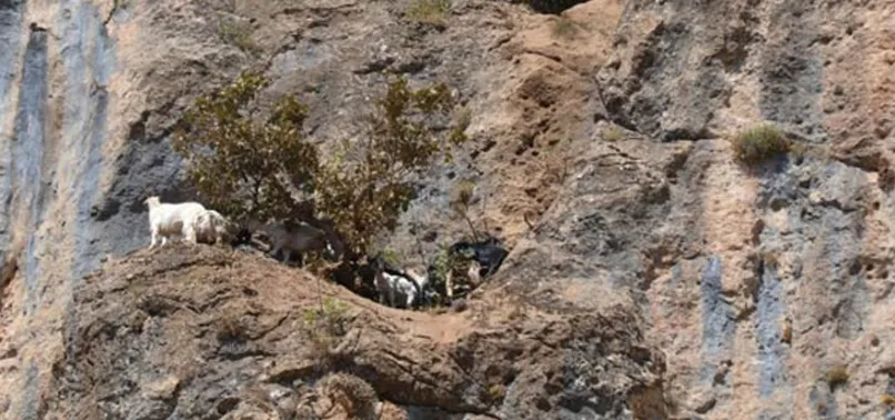 Şırnak'ta 200 koyun ve keçi kayalıklardan düşerek telef oldu
