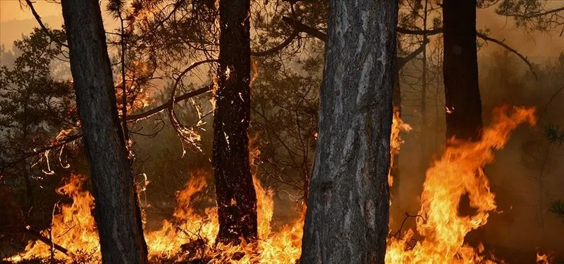 Eskişehir'de orman yangını