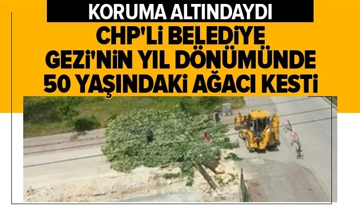 Skandal hareket! CHP'li belediye Gezi'nin yıl dönümünde 50 yaşındaki ağacı kesti!