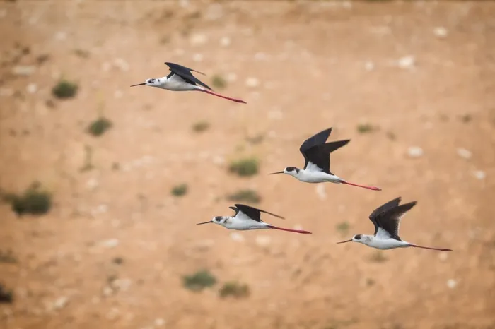 Milleyha Sulak Alanı 'Doğal Sit Alanı' olarak tescil edildi - 1