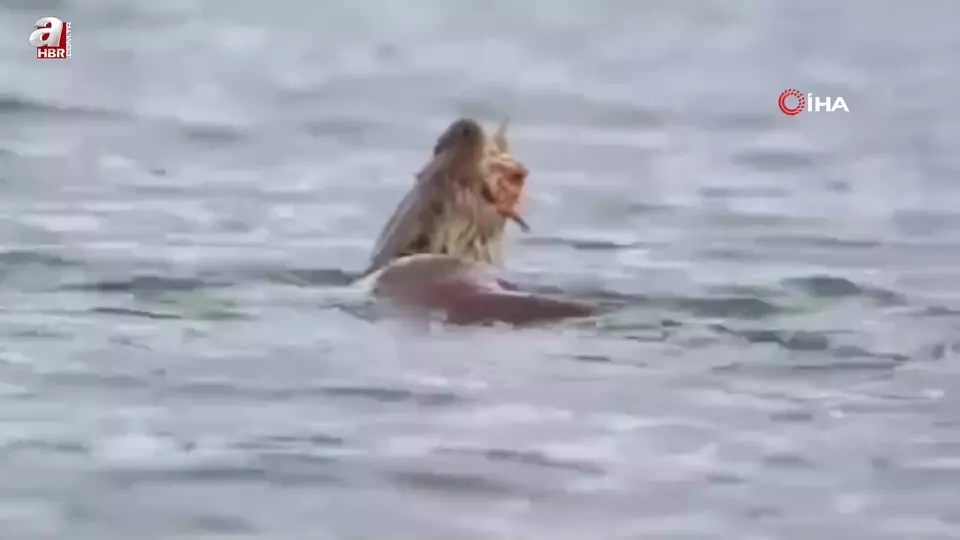Su samuru avını yerken böyle görüntülendi