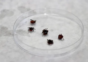 Kenenin ısırdığı çocukta KKKA görüldü!