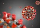 Mutasyon geçiren koronavirüs hakkında ne biliniyor?