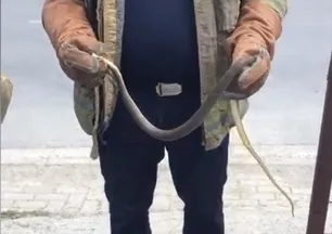 İstanbul’da yılan paniği! Boyu 2,5 metreyi buluyor ama zehirsiz | 3 ilçeye uyarı