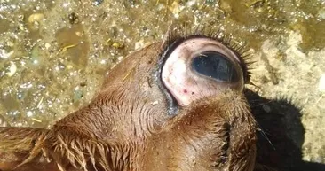 Sıra dışı olay! Tek gözlü ve burunsuz dünyaya geldi