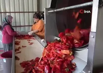 Kahramanmaraş'ta biber salçası telaşı