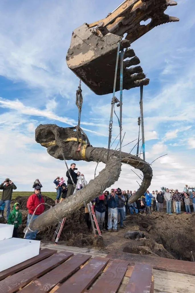 Tarlada prehistorik döneme ait yünlü mamut kalıntısı bulundu