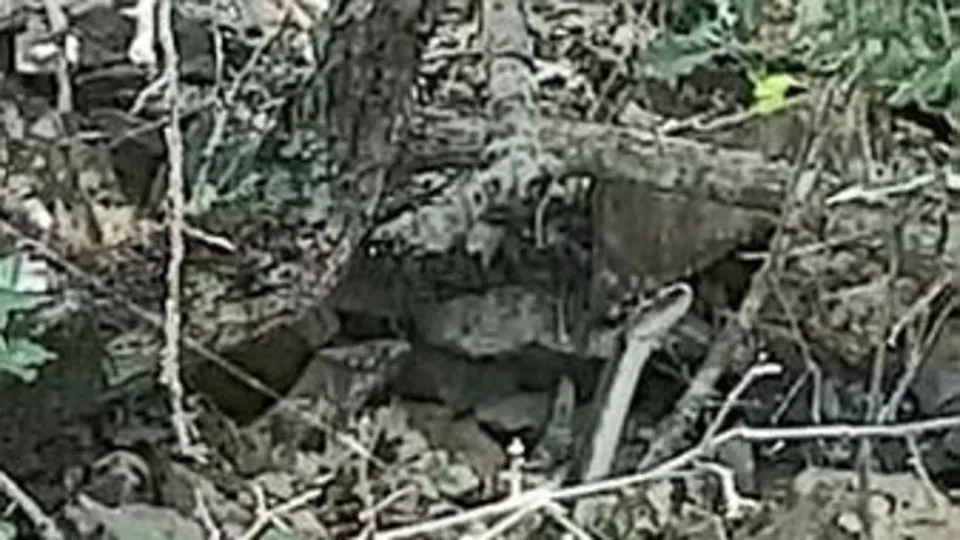 Olumcul Yilanlar O Bolgede Ahaber Video Izle
