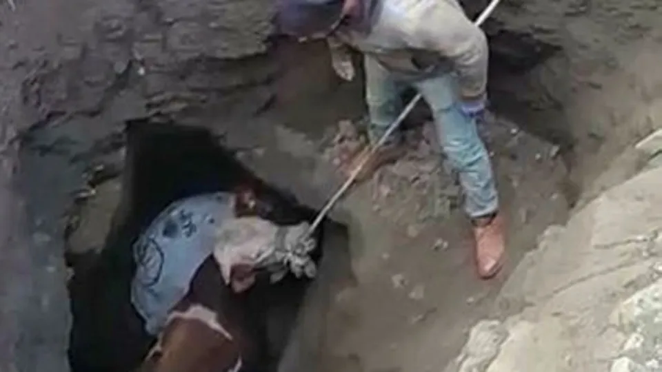 Son dakika: Definecilerin tuzağına düştü! Vinçle böyle kurtarıldı |Video