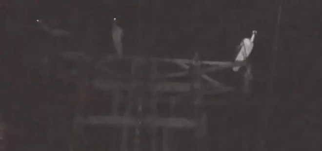 Leylekler kabus gibi çöktü!