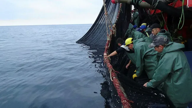 Karadeniz'de bir ilk yaşandı! Balıklar tersine göçe başladı - 6