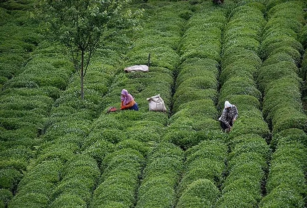 2023 çay desteklemeleri ne zaman ödenecek? Çay destekleme 2023 ne kadar olacak, açıklandı mı? Rize, Artvin, Trabzon... - 2