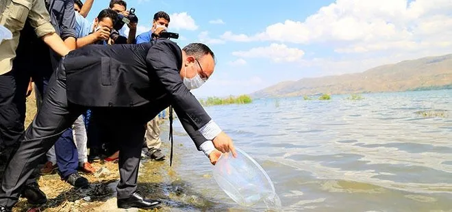 Hazar Gölü’ne 420 bin yavru siraz balığı bırakıldı