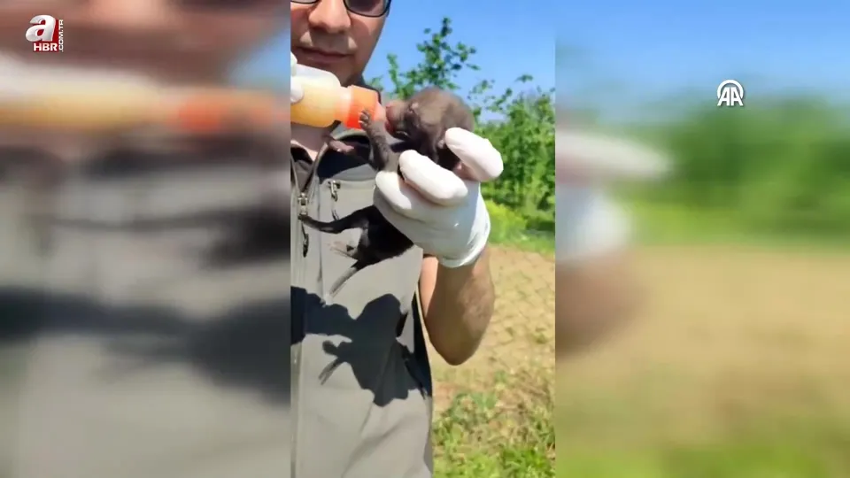 Düzce’de bulunan 9 tilki yavrusu kontrollerin ardından doğaya bırakıldı