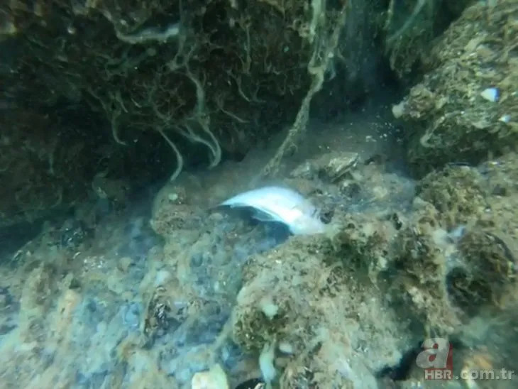 Marmara Denizi'nde kabus bitmiyor! Su altını da sardı