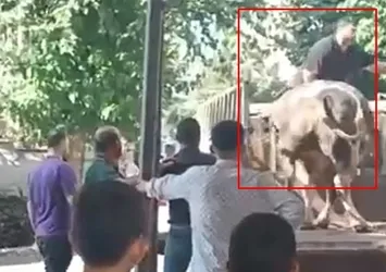 Kesimden kaçan boğa kasabı hastanelik etti