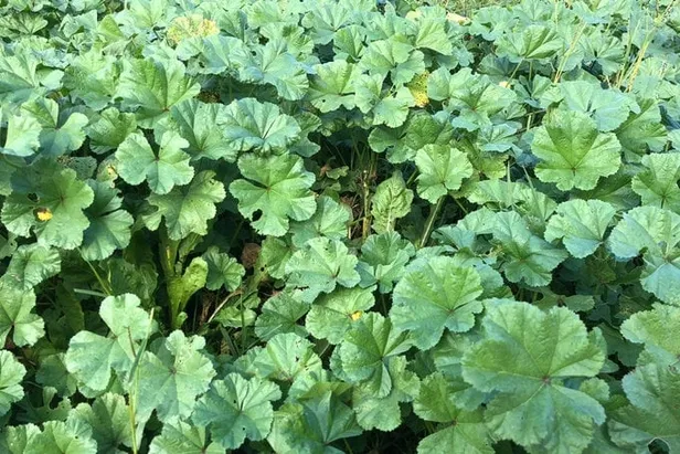 İbn-i Sina’nın Rehberinden Çıktı! Kolesterol, Kabız, İltihaplanma, Kemik, Cilt ve Saç Sorunlarını Bitiriyor