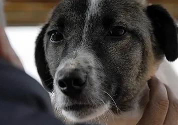 Köpeğini döven kişiye ibretlik ceza