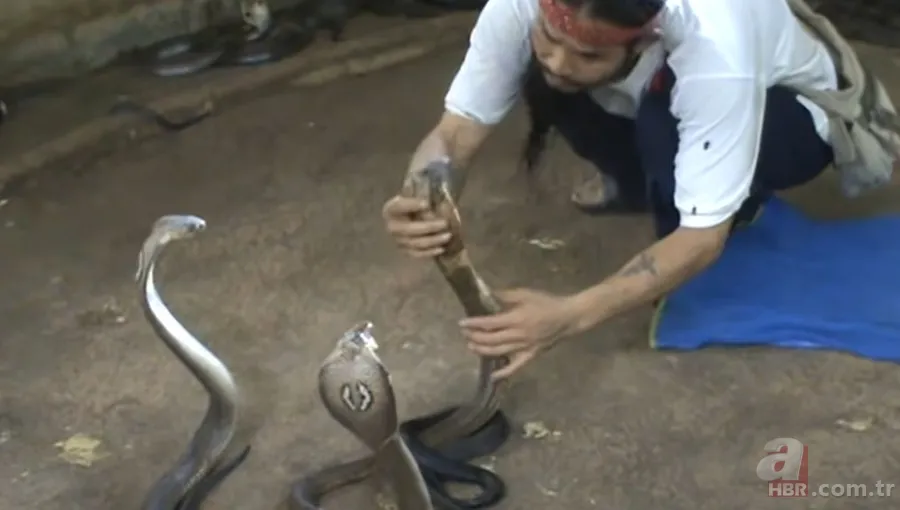Yılan gösterisi için kobra seçen adam rahatlığıyla hayretler içinde bıraktı! 10