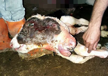 Çift başlı buzağı 10 dakika yaşayabildi