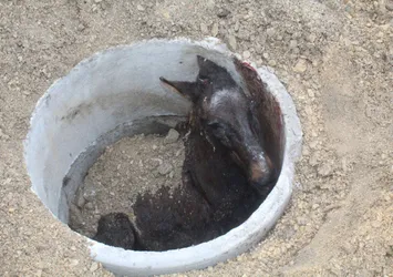 Çorum'da görenleri şaşkına çeviren olay!
