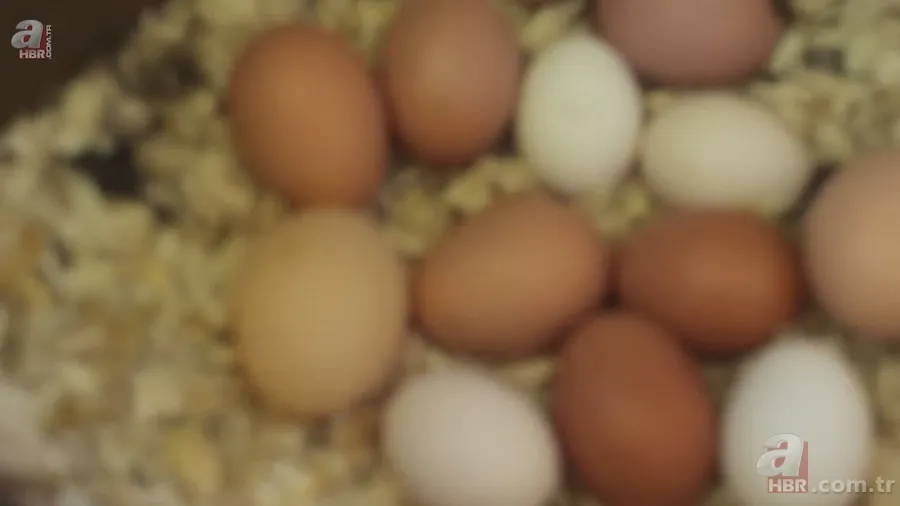 Beslediği tavuğun yumurtasını almak için kümese girdi! Yumurtayı eline alınca gözlerine inanamadı 6